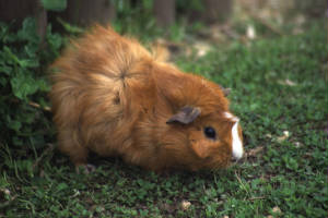 abysinianguineapig.jpg