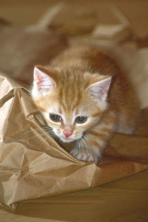 kittenwithpaperbag.jpg